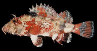 scorpionfish