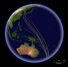 Bar-tailed_Godwit_migration.jpg