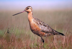 BartailedGodwit24.jpg