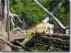 Iguana, 1600 x 1200 IMG_0170.jpg