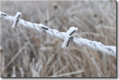 Texas Barbed Wire, 1600 x 1070 P1000468.jpg