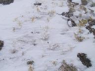 Location:Mount Flora, Colorado Img_3442.jpg