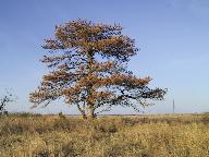 Location:Stillwater, Oklahoma Img_3484.jpg