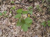 Img_3879.jpg