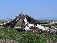 IMG_1217.jpg