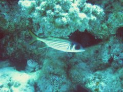 IMG_0485.jpg
