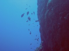 Lehua Crater Underwater