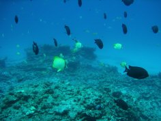 Midway Underwater