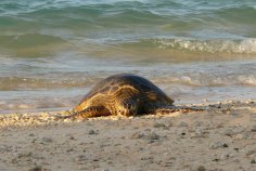 Midway Atoll