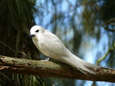 Midway Atoll