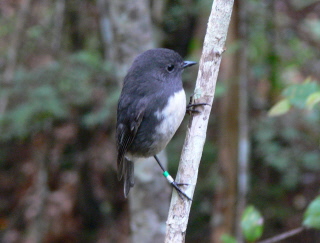 Ulva Island, NZ