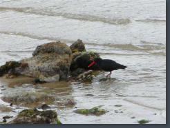 New Zealand Bird Video