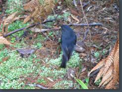 New Zealand Robin Video