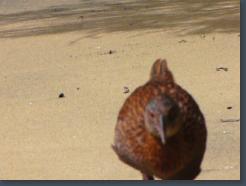 New Zealand Weka Video