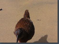 New Zealand Weka Video