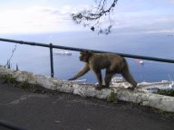 barbaryape.jpg