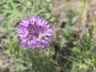 bee.jpg