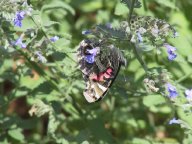 butterfly3.jpg