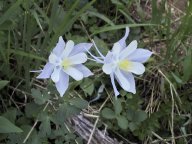 columbine.jpg