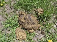 dung.jpg