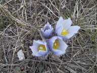 flower1.jpg