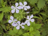 flower2.jpg