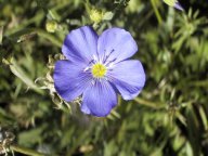 flower3.jpg