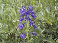 flower4.jpg