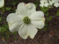 flower5.jpg