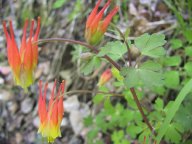 flower6.jpg