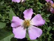 flower7.jpg