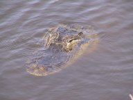 gator.jpg