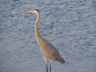 heron.jpg
