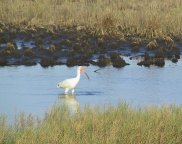 ibis.jpg