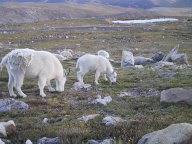 mountaingoats.jpg