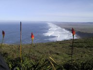 pointreye.jpg