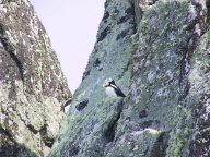 puffins.jpg