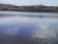 shorebirds.jpg