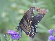 swallowtail.jpg