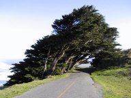 windytree.jpg