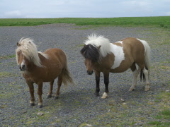 Shetland Islands