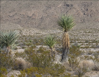 P0508616a.jpg