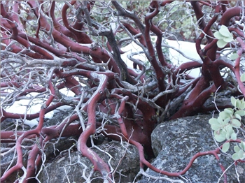 PICT1299.jpg, 1600x1200 PICT1299.jpg