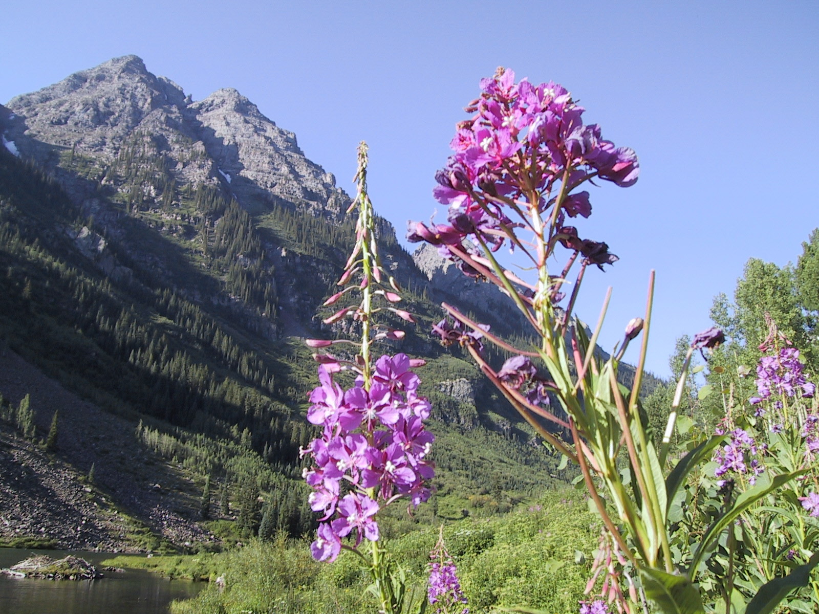Flowers of Maroon Bells, July 2000