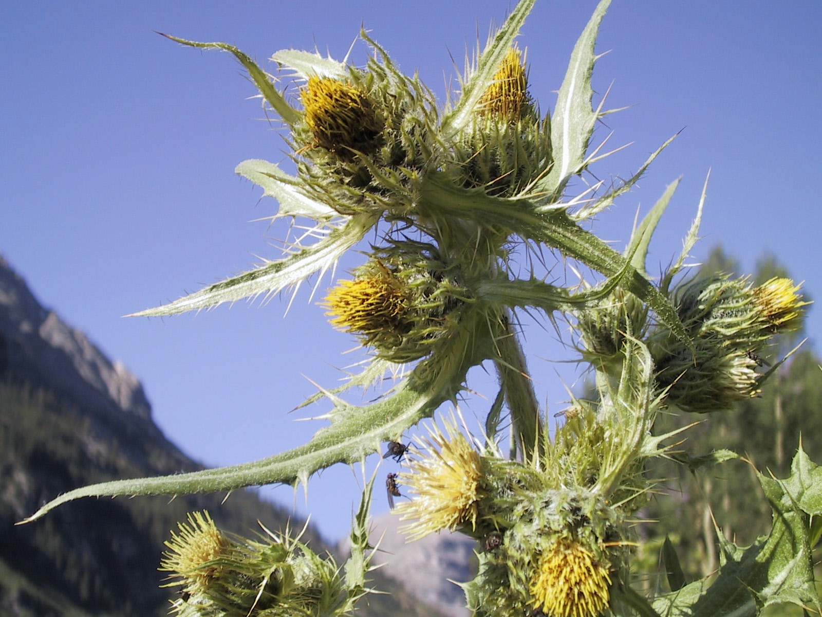 Flowers of Maroon Bells, July 2000