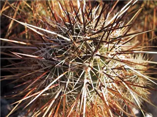 small_cactus.webp