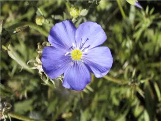 small_flower3.webp