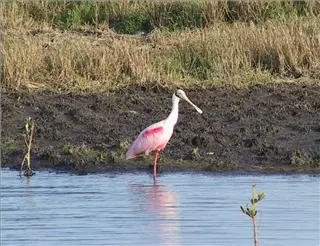 small_spoonbill.webp